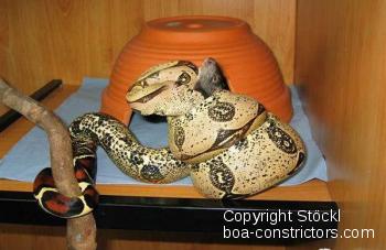 Boa constrictor Foto Archiv