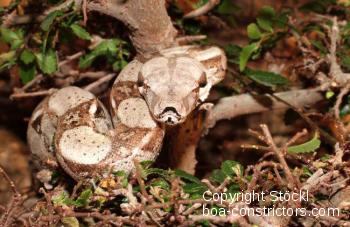 Boa constrictor Foto Archiv