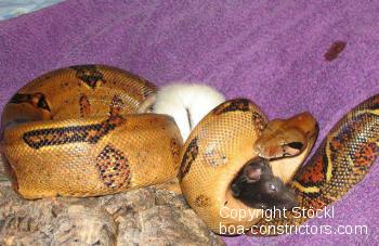 Boa constrictor Foto Archiv