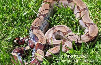 Boa constrictor Foto Archiv