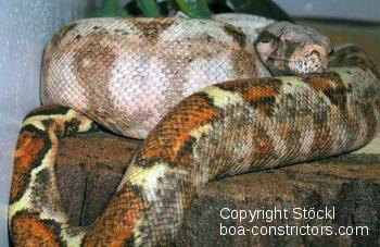 Boa constrictor Foto Archiv