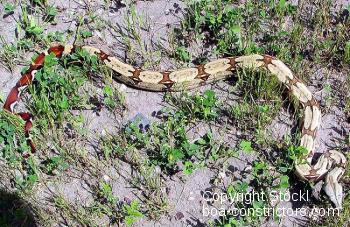 Boa constrictor Foto Archiv