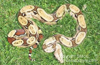 Boa constrictor Foto Archiv