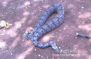 Boa constrictor Foto Archiv
