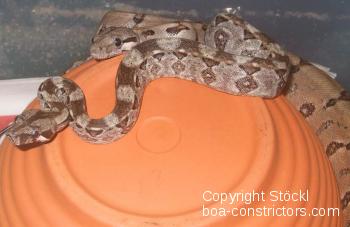 Boa constrictor Foto Archiv