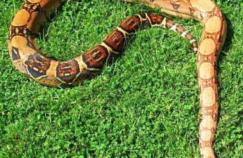 Boa constrictor Foto Archiv