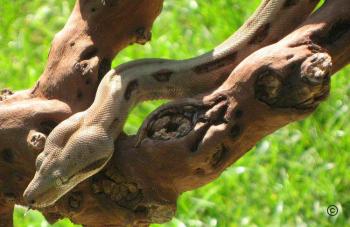 Boa constrictor Foto Archiv