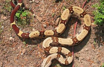 Boa constrictor Foto Archiv