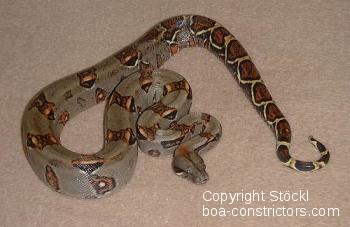 Costa Rica Boa