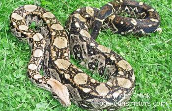 Boa c. imperator Belize Crawl Cay 