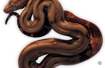 Firebelly_Boa_Baby2.jpg