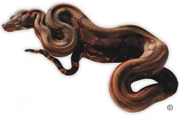 Firebelly_Boa_Baby3.jpg