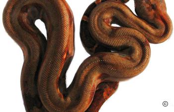 Firebelly_Boa_Baby4.jpg