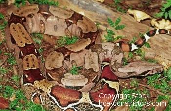 Boa c. constrictor Guyana