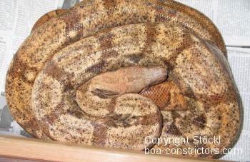 Hog Island Boa