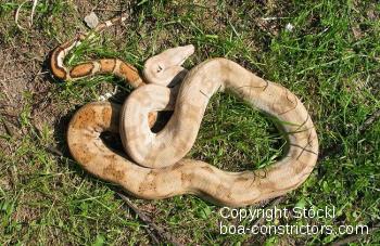 Hog Island Boa c. imperator Honduras