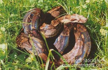 Honduras Boa c. imperator