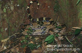 Boa c. constrictor Kolumbien - Kolumbianische Rotschwanzboa