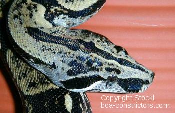 Boa c. longicauda Longtailboa