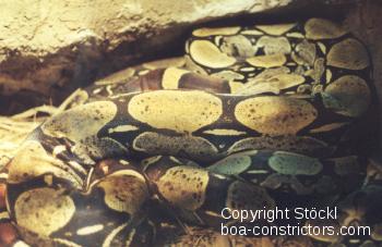 Boa c. constrictor Ecuador