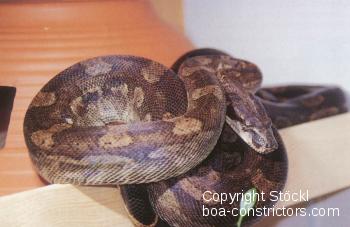 Dominica Boa c. nebulosa