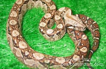 Boa c. imperator Nicaragua