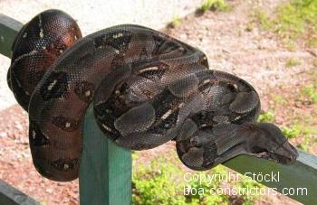 Boa c. imperator Corn Island