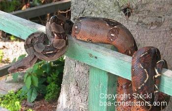 Corn Island Boa