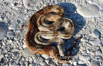 Galerie Boa constrictor Corn Island