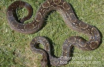 Boa c. occidentalis (Argentinische Boa)