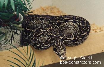 Galerie Boa constrictor occidentalis