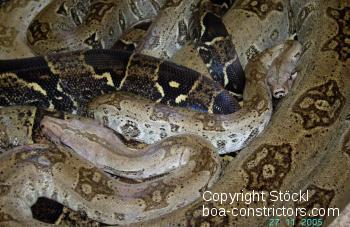 St. Lucia Boa - Boa c. orophias