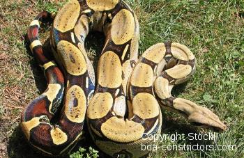 Peru Rotschwanzboa Boa c. constrictor Peru