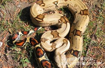 Boa c. constrictor Peruvian Redtail boa