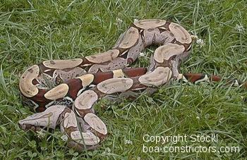 Boa c. constrictor Surinam - Surinam Rotschwanzboa