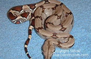 Trinidad redtail boa - Boa c. constrictor Trinidad