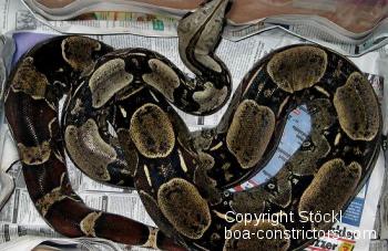 Boa c. constrictor Venezuela - Venezuela Rotschwanzboa