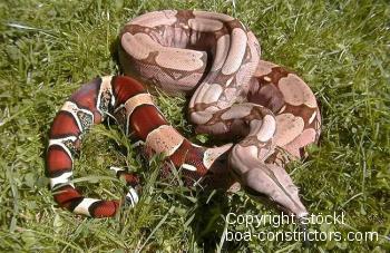 Galerie Boa c. constrictor Surinam Pokigron