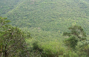 Boa constrictor Habitat Paraguay