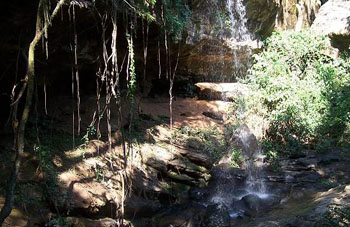 Boa constrictor Habitat Paraguay