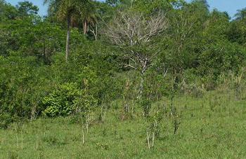 Boa constrictor Habitat Paraguay