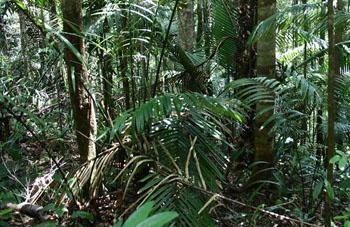 Boa constrictor Habitat Surinam