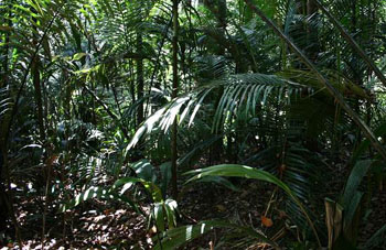 Boa constrictor Habitat Surinam