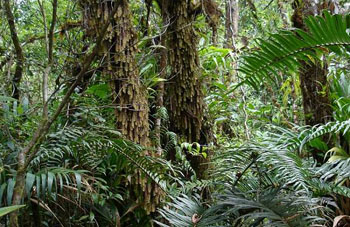 Boa constrictor Habitat Venezuela - Gran Sabana