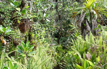 Boa constrictor Habitat Venezuela - Gran Sabana