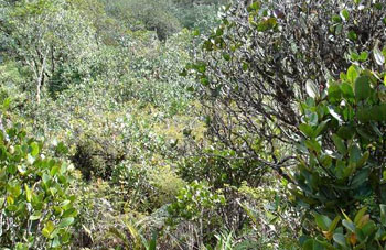 Boa constrictor Habitat Venezuela - Gran Sabana