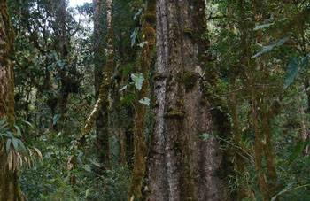 Boa Constrictor Habitat Costa Rica