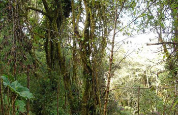 Boa Constrictor Habitat Costa Rica