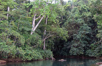 Boa Constrictor Habitat Costa Rica