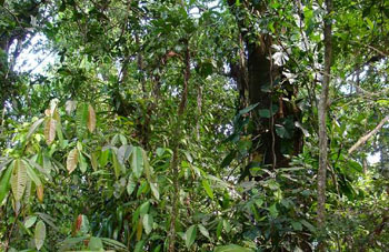 Boa Constrictor Habitat Costa Rica